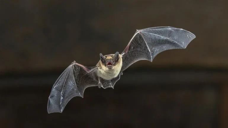 Οι επιστήμονες ψάχνουν και στις νυχτερίδες το μυστικό της μακροζωίας