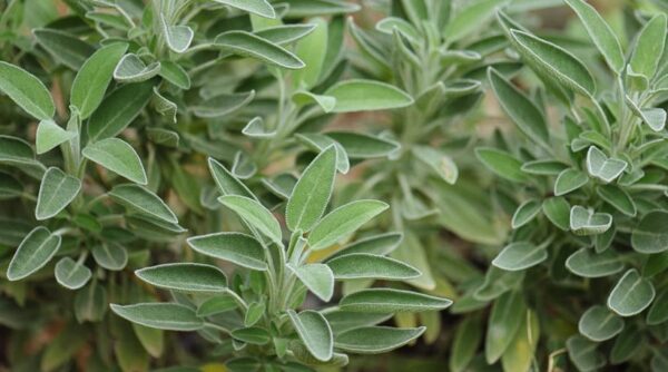 Το πολύ φασκόμηλο μπορεί να κάνει κακό στην υγεία