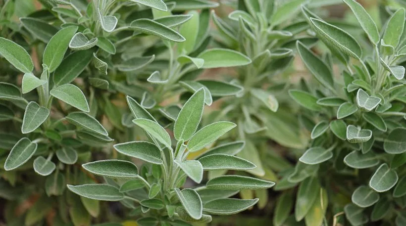 Το πολύ φασκόμηλο μπορεί να κάνει κακό στην υγεία