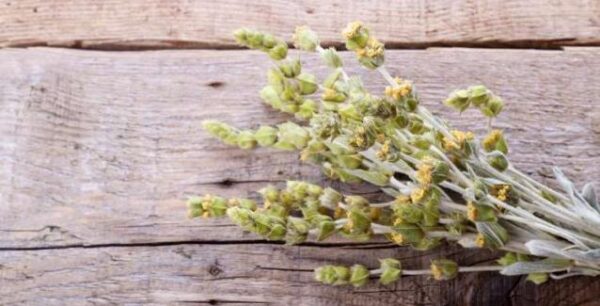 10 λόγοι για να πίνετε καθημερινά τσάι του βουνού