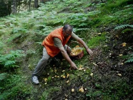 Καρδίτσα: Γιορτή μανιταρόφιλων Θεσσαλίας στη Λίμνη Πλαστήρα για τα “Μαρτιάτικα”