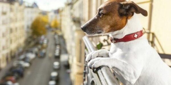 Κορονοϊός: Τελικά μπορούν οι σκύλοι να τον «εντοπίσουν» στους ανθρώπους;