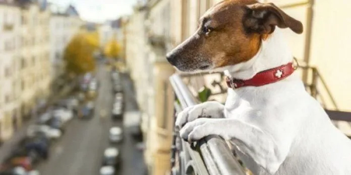 Πρόσβαση στη βάση δεδομένων ζώων συντροφιάς του ΥΠΑΑΤ αποκτά η Αστυνομία