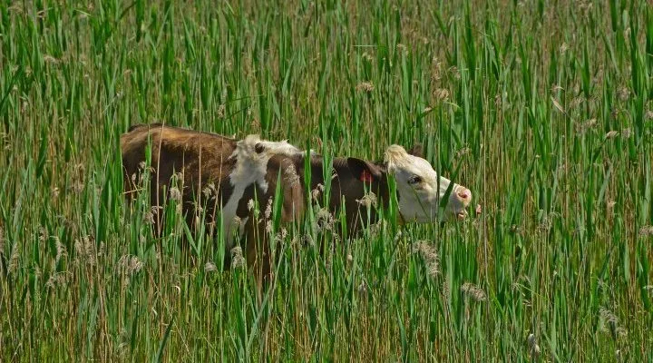 Έρευνα: Το μέγεθος των θηλαστικών μικραίνει με το πέρασμα του χρόνου