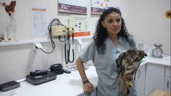 ΑΠΘ: Η γιατρός άγριων ζώων που βραβεύεται για την προσφορά της