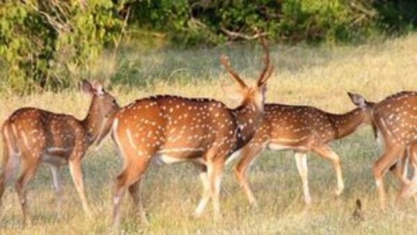 Αυξήθηκε εντυπωσιακά ο αριθμός των ελαφιών στη Ρόδο