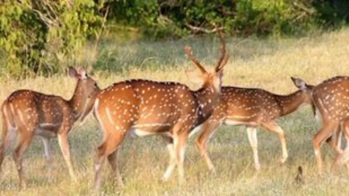 Αυξήθηκε εντυπωσιακά ο αριθμός των ελαφιών στη Ρόδο