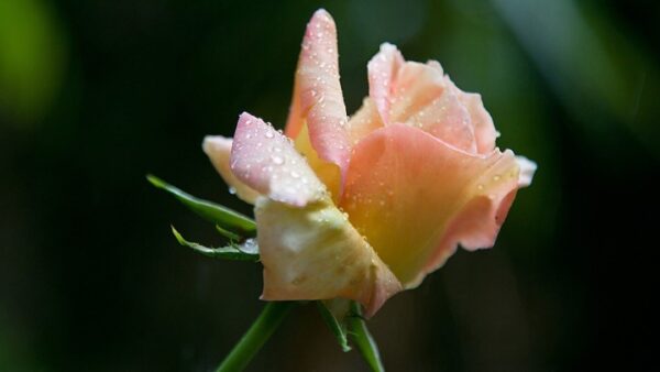 Διαβάσθηκε το DNA του τριαντάφυλλου – Έχει μεγάλη συγγένεια με τη φράουλα