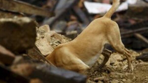 Επιστήμονες δημιουργούν συσκευή με την οσφρητική ικανότητα σκύλου σε περίπτωση σεισμού