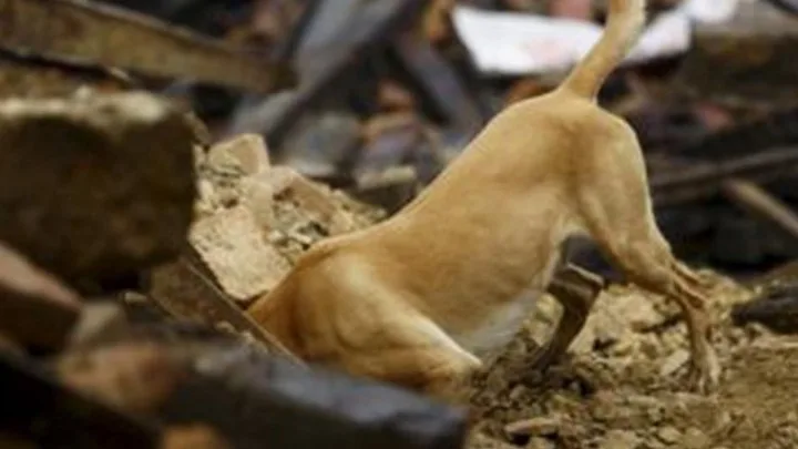 Επιστήμονες δημιουργούν συσκευή με την οσφρητική ικανότητα σκύλου σε περίπτωση σεισμού