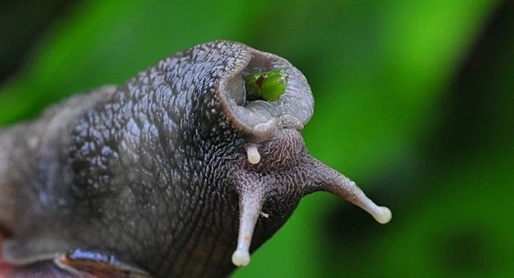 Για πρώτη φορά επιστήμονες μετέφεραν μια μνήμη από το ένα ζώο στο άλλο