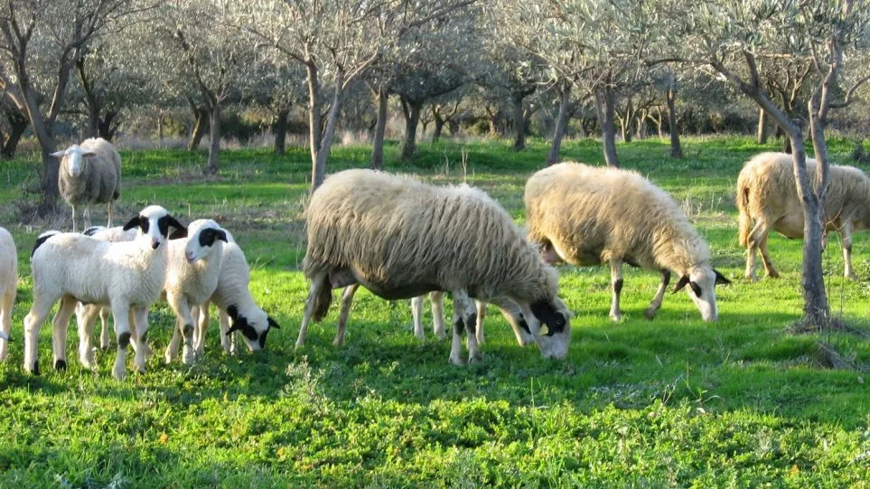 Η διαβίωση κοντά σε ζώα κτηνοτροφίας μειώνει τον κίνδυνο αλλεργίας και ψυχικών διαταραχών