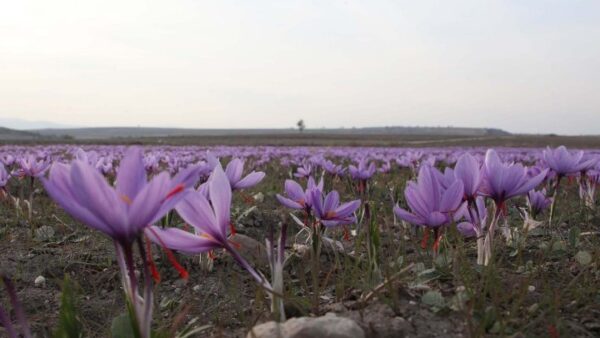 Ερευνητές: Πατρίδα του κρόκου είναι η Αττική