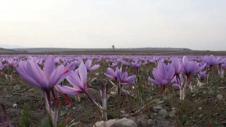 Ερευνητές: Πατρίδα του κρόκου είναι η Αττική