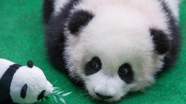 Τα πρώτα δίδυμα πάντα του 2018 γεννήθηκαν στη βάση αναπαραγωγής του Τσενγκντού