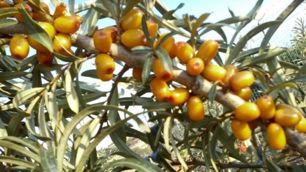 Η προσπάθεια ενός νέου αγρότη στην καλλιέργεια πολυδύναμων φυτών