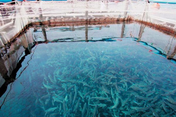 Βασικός μοχλός ανάπτυξης η ελληνική ιχθυοκαλλιέργεια