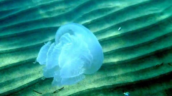 Μωβ μέδουσες: Αναλυτικά οι παραλίες που πρέπει να αποφύγετε την πρώτη εβδομάδα του Αυγούστου