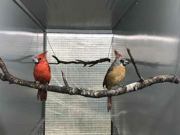 Σπάνια και εξωτικά πτηνά γεννιούνται και μεγαλώνουν στην Αττική