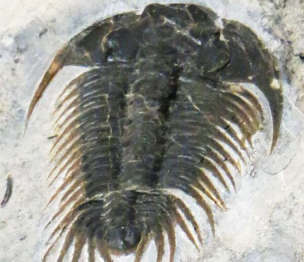 Τα πρώτα ζώα της Γης είχαν προκαλέσει κλιματική αλλαγή πριν 500 εκατομμύρια χρόνια