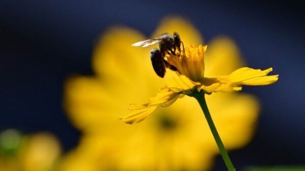 Θεσσαλονίκη: Σταθμός καταγραφής γύρης βοηθάει στη «μάχη» κατά της covid- 19