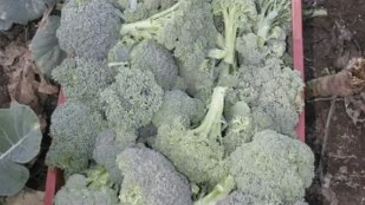 Τα λάχανα και τα μπρόκολα μειώνουν τον κίνδυνο για καρκίνο του εντέρου