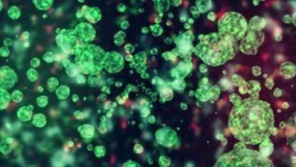 Ανακαλύφθηκαν τα πρώτα ανθρώπινα σκελετικά βλαστικά κύτταρα