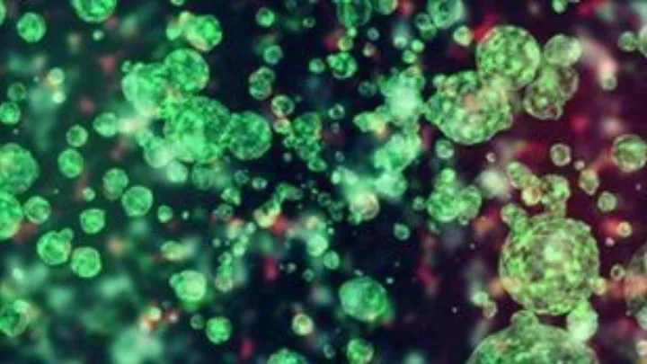 Ανακαλύφθηκαν τα πρώτα ανθρώπινα σκελετικά βλαστικά κύτταρα