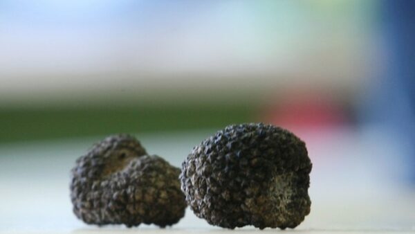 Περισσότερα από 2.000 νέα είδη μυκήτων ανακαλύφθηκαν το 2017