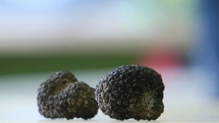 Περισσότερα από 2.000 νέα είδη μυκήτων ανακαλύφθηκαν το 2017