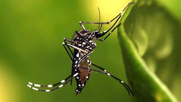 «Καμπανάκι» για τα κουνούπια: Αυξάνεται ο κίνδυνος μετάδοσης ασθενειών