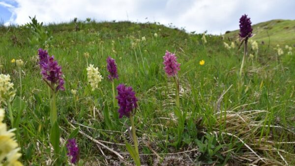 Απειλή για τις ορχιδέες στην Πίνδο η παράνομη συλλογή τους