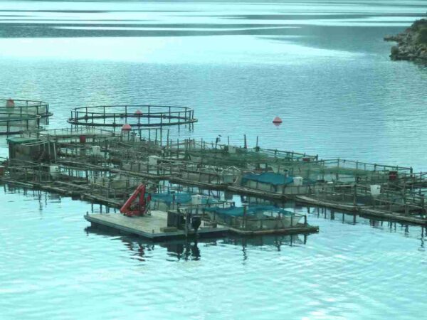«Η ελληνική ιχθυοκαλλιέργεια μπορεί να βοηθήσει τη χώρα να βγει από την κρίση