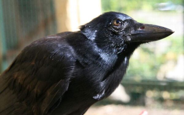 Η επιστήμη δικαιώνει τον Αίσωπο για την ευφυΐα των κορακιών