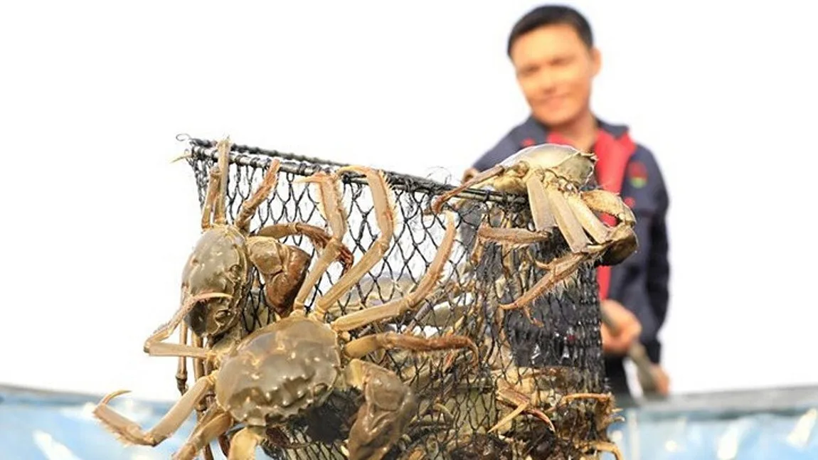 Κίνα: Τεχνολογία αιχμής στην καλλιέργεια καβουριών