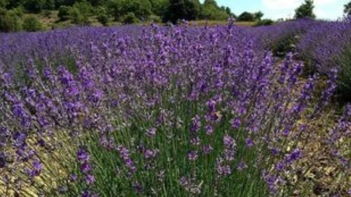 ΟΗΕ: Ο άνθρωπος καταστρέφει τη φύση μεθοδικά