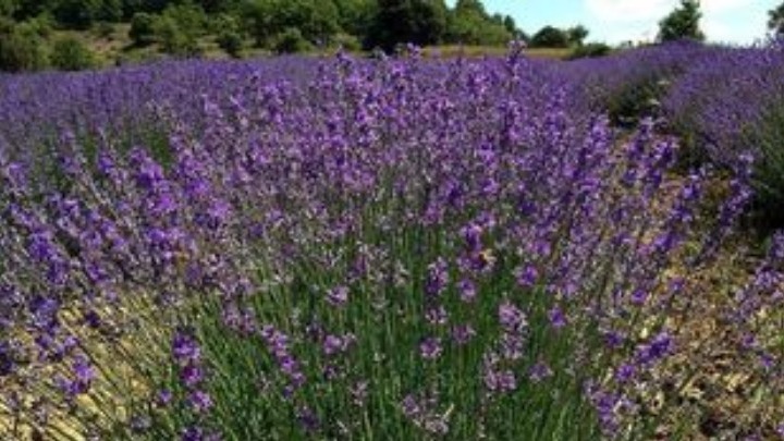 ΟΗΕ: Ο άνθρωπος καταστρέφει τη φύση μεθοδικά