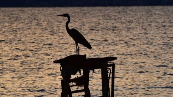 Παγκόσμια Ημέρα για τα Μεταναστευτικά Πουλιά – 13 Οκτωβρίου