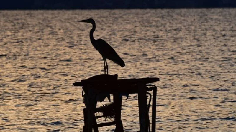 Παγκόσμια Ημέρα για τα Μεταναστευτικά Πουλιά – 13 Οκτωβρίου