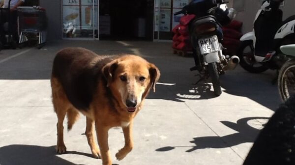 Πέθανε ο «Χάτσικο» της Κρήτης – Η ιστορία του συγκίνησε το Πανελλήνιο