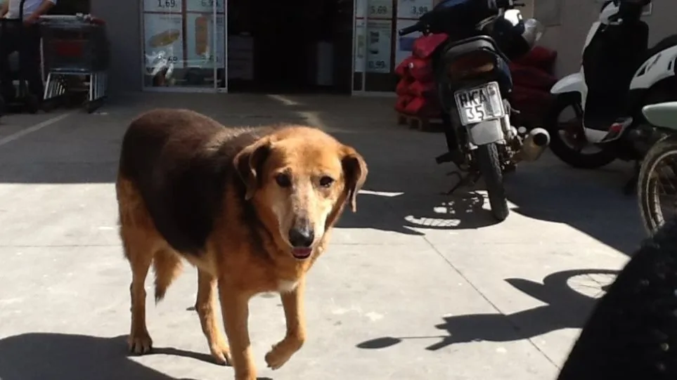 Πέθανε ο «Χάτσικο» της Κρήτης – Η ιστορία του συγκίνησε το Πανελλήνιο