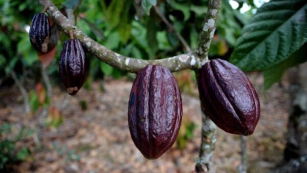 Το φυτό του κακάο πρωτοκαλλιεργήθηκε πριν 5.400 χρόνια