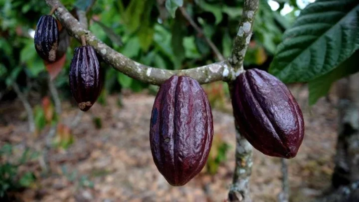 Το φυτό του κακάο πρωτοκαλλιεργήθηκε πριν 5.400 χρόνια