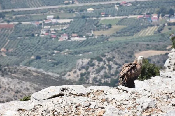 Το μακρύ ταξίδι του γύπα που ταξίδεψε χιλιάδες χιλιόμετρα με το γενετικό του GPS!