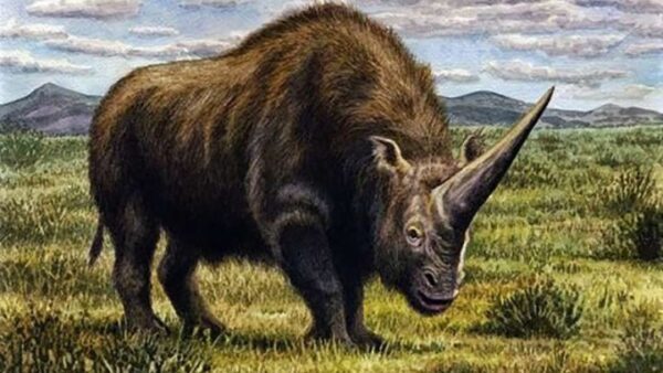 Οι πρόγονοί μας πρόλαβαν πτους τελευταίους σιβηρικούς μονόκερους ρινόκερους