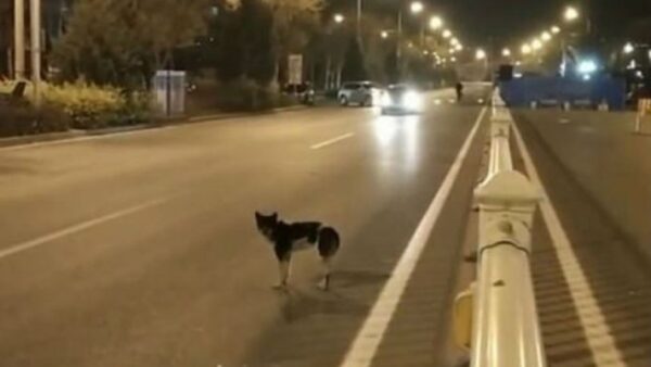 Συγκινητικό: Σκύλος εδώ και 80 μέρες περιμένει στο σημείο που σκοτώθηκε το αφεντικό του (Βίντεο)