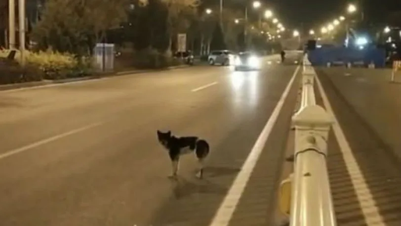 Συγκινητικό: Σκύλος εδώ και 80 μέρες περιμένει στο σημείο που σκοτώθηκε το αφεντικό του (Βίντεο)