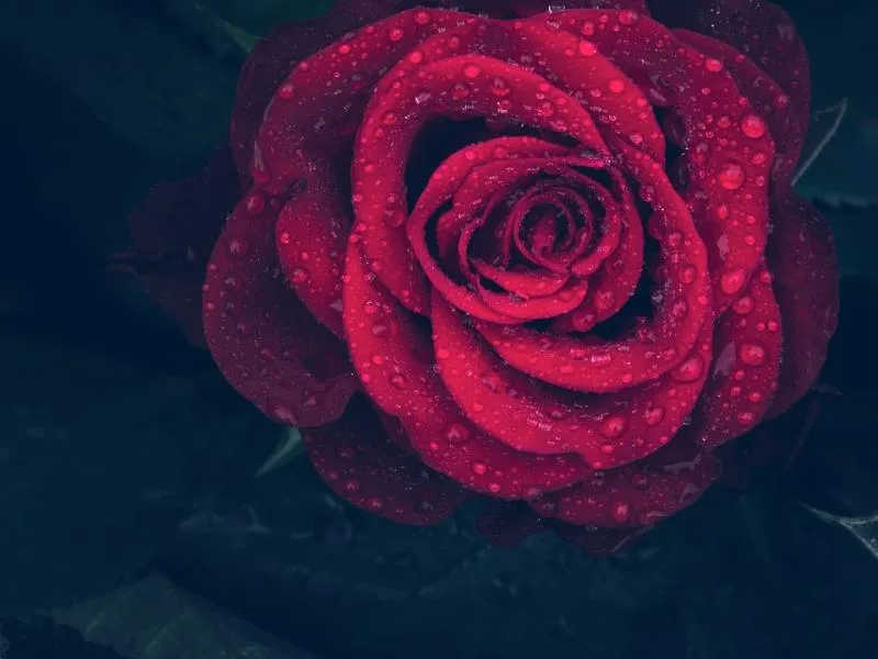 Τα διαφορετικά παιδιά, τριανταφυλλιές με αγκάθια