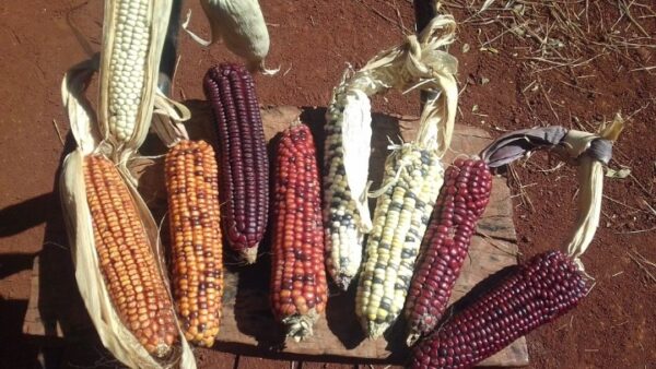 Ξαναγράφεται η ιστορία του καλαμποκιού