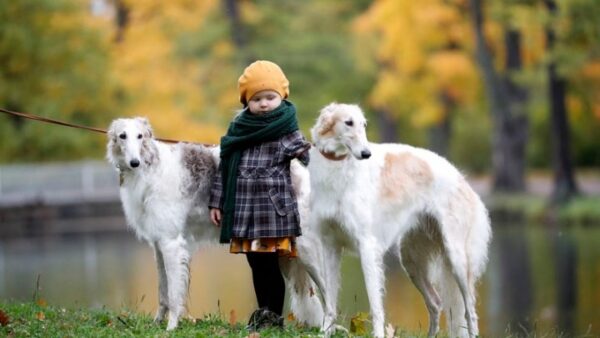Νομοσχέδιο για τα ζώα συντροφιάς: 18 ερωτήσεις για το σχέδιο «ΆΡΓΟΣ»